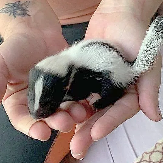 Orphaned skunk care