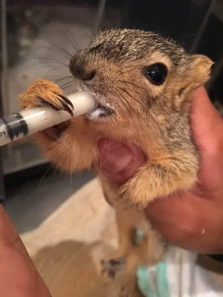 Baby squirrel receiving care