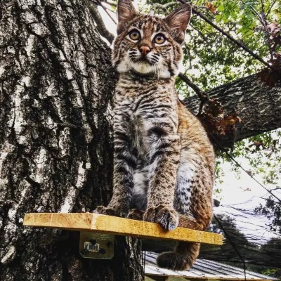 Bobcat in a tree
