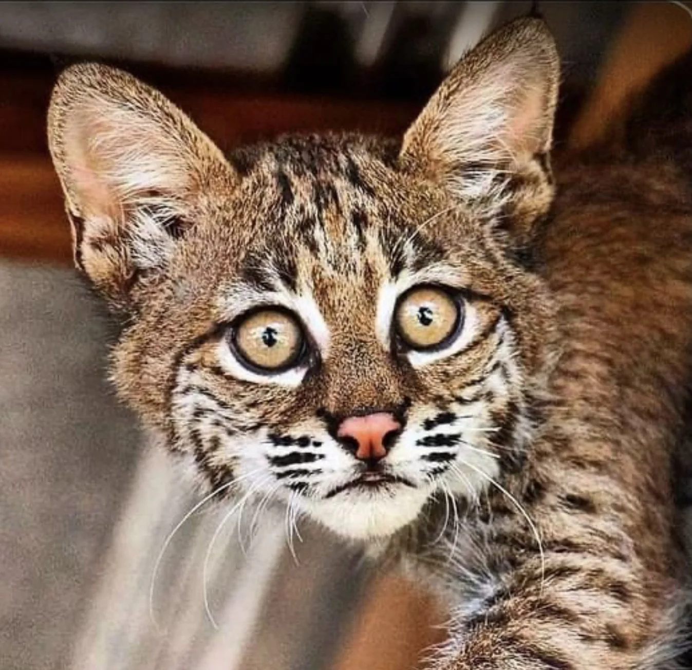 Bobcat recovering before release