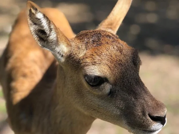 A fawn on the road to recovery