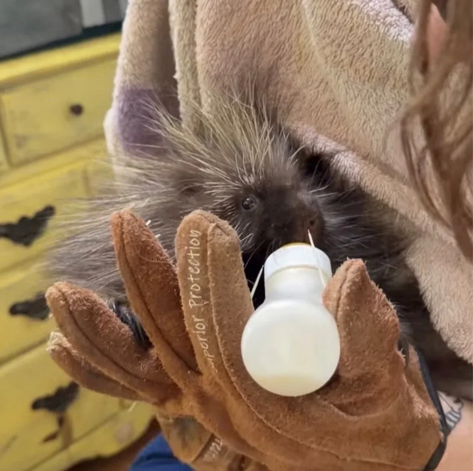 Young rescued animal receiving a bottle