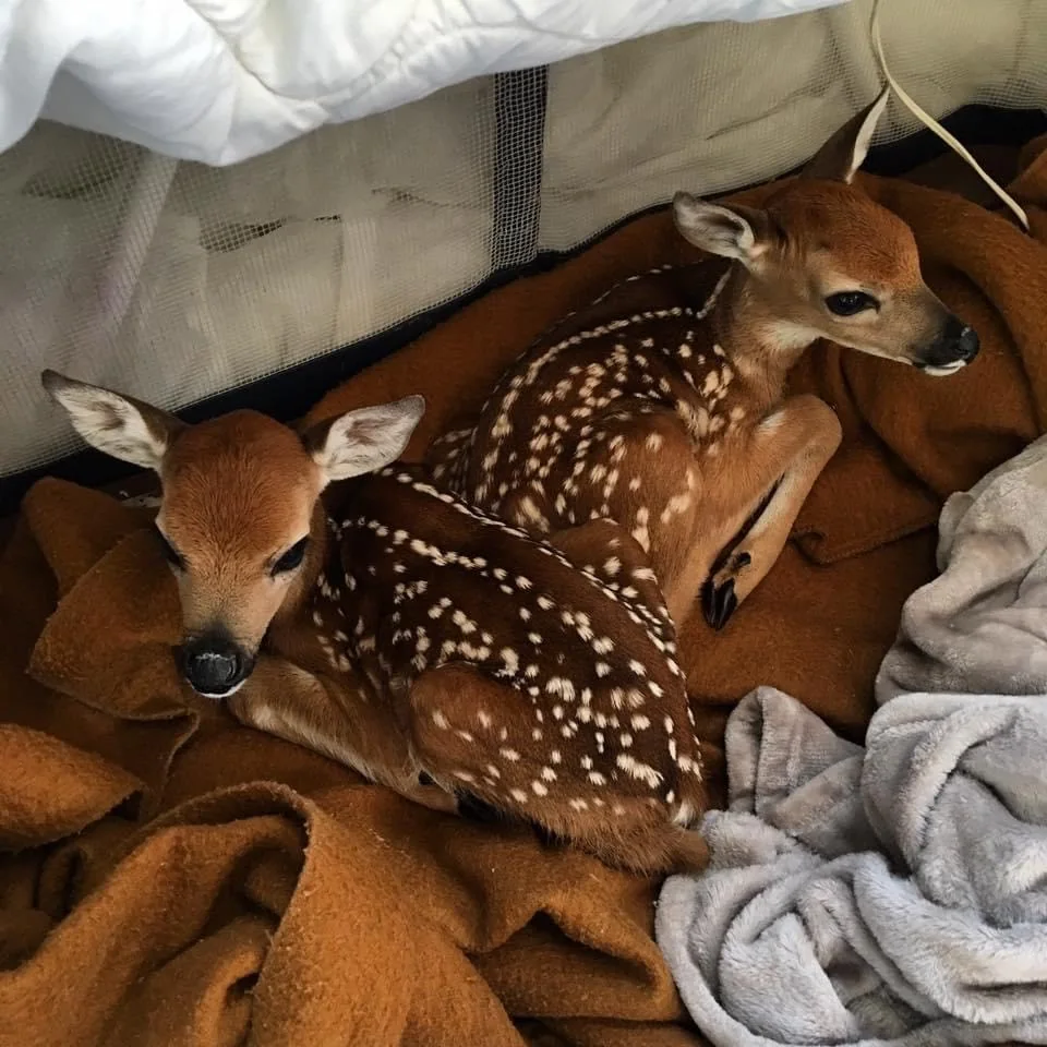 Fawns receiving quiet, specialized care
