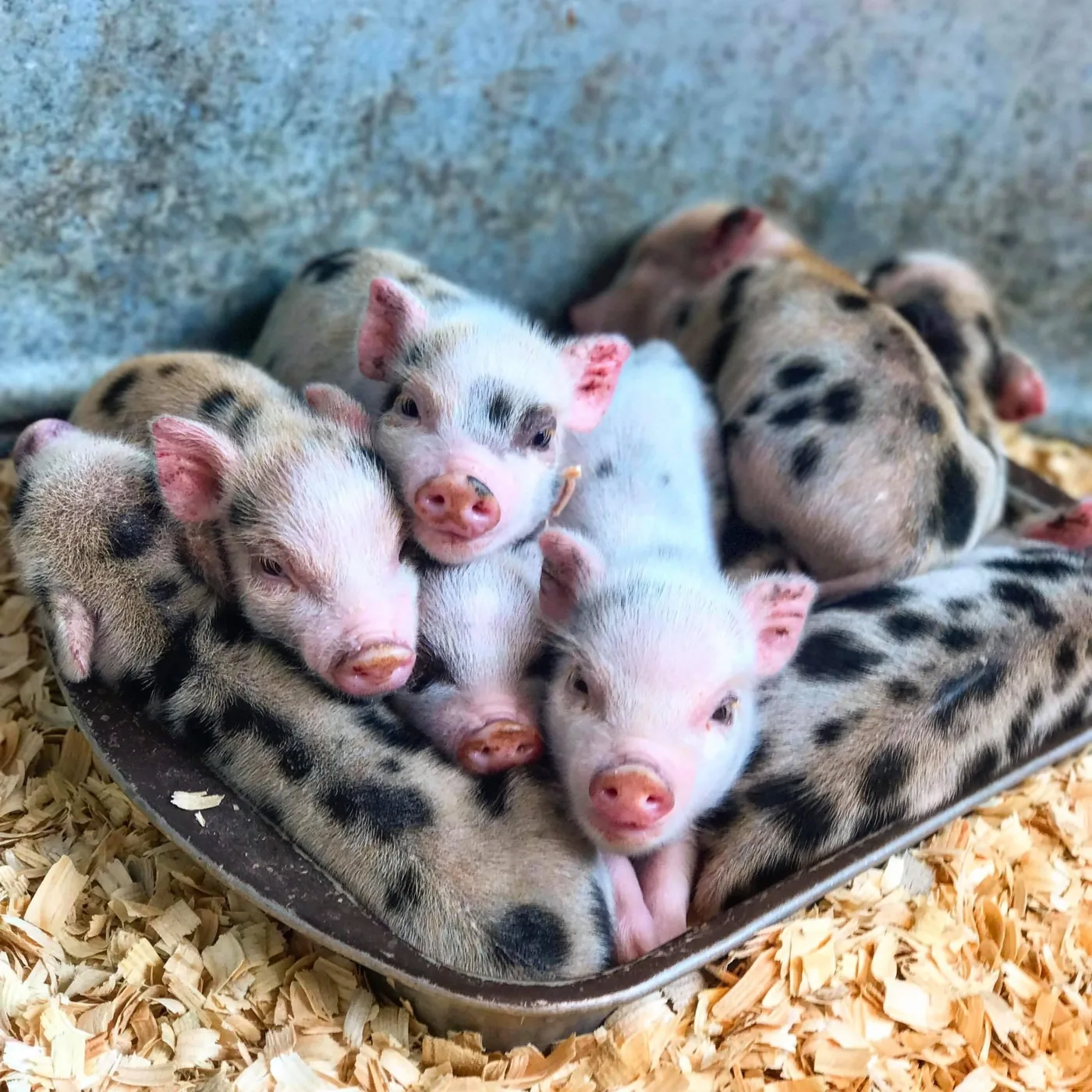 Newborn piglets resting together