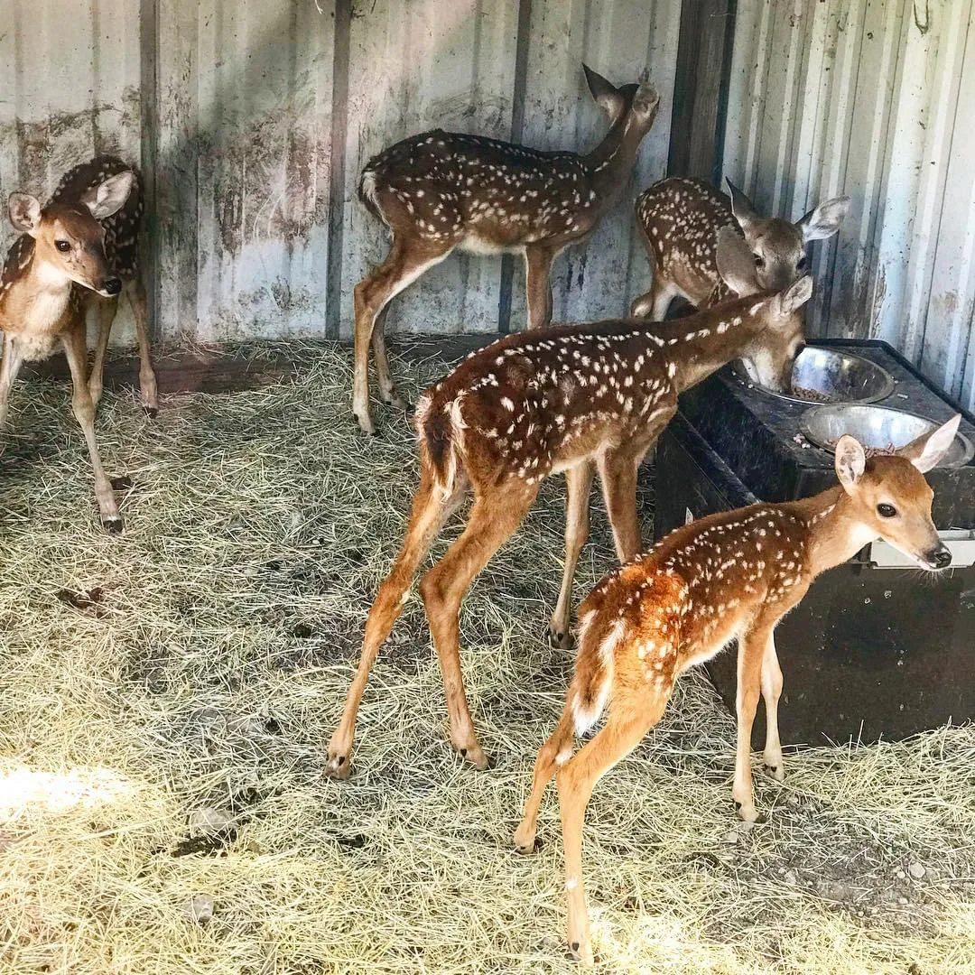 Rescued wildlife patient receiving careful rehabilitation