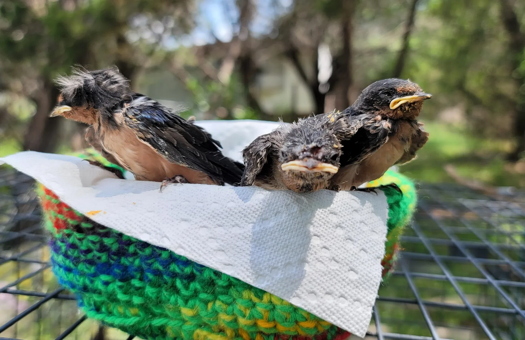 Young birds receiving care