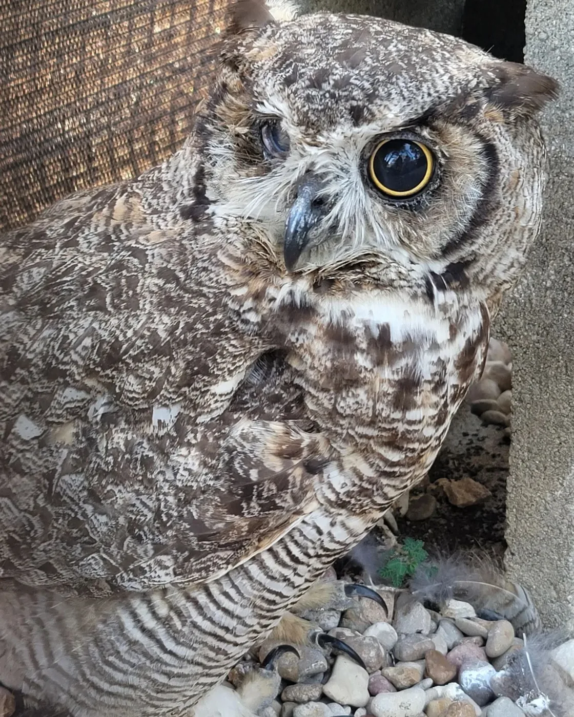 Great horned owl in rehabilitation