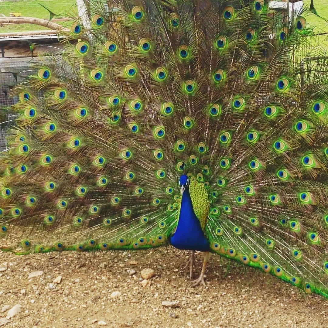 Peacock displaying its feathers