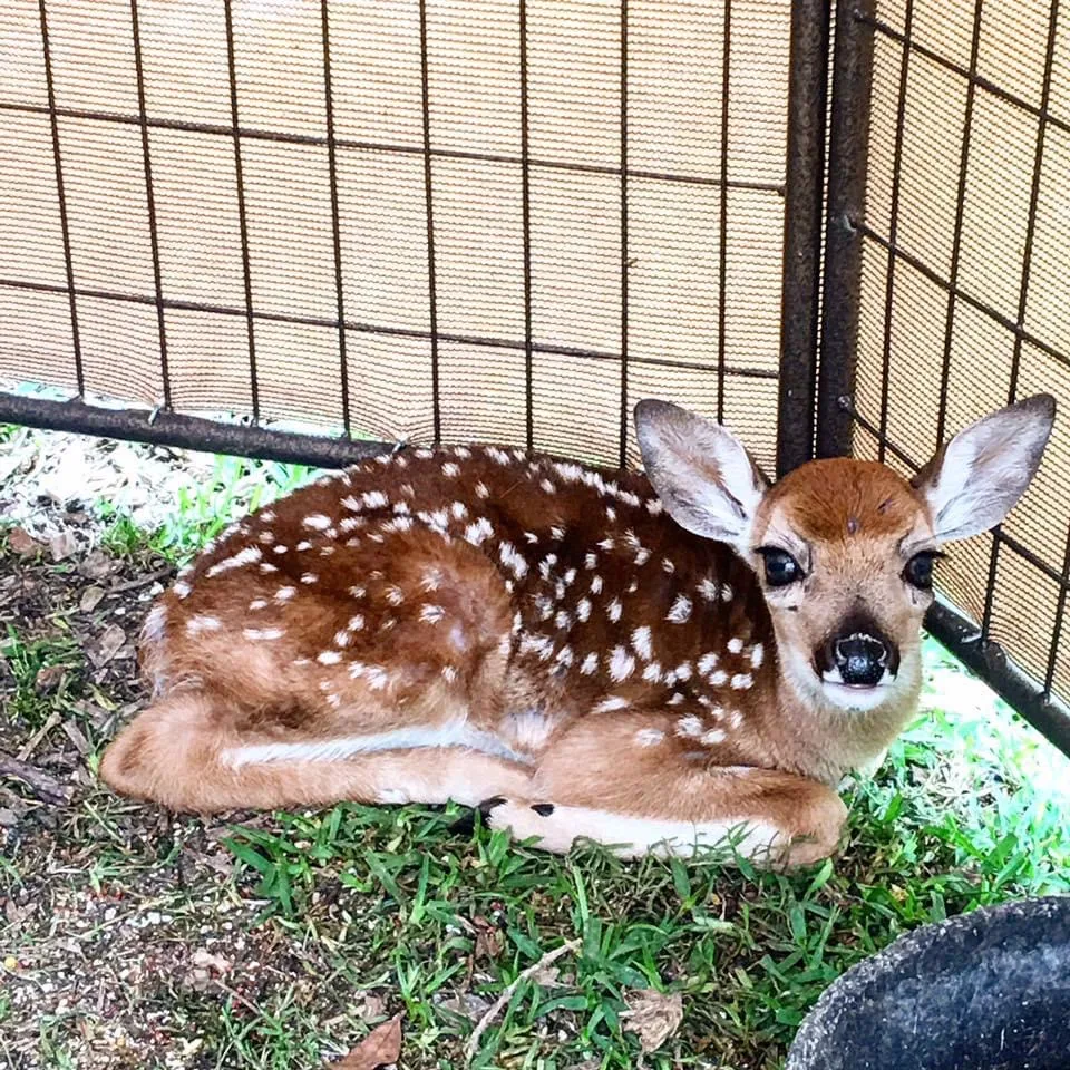 Young fawn resting in care