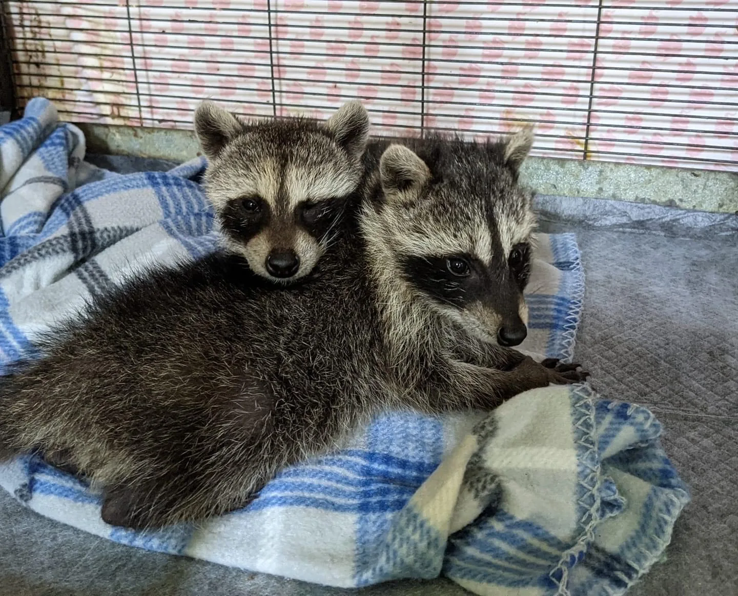 Young raccoons in rehabilitation