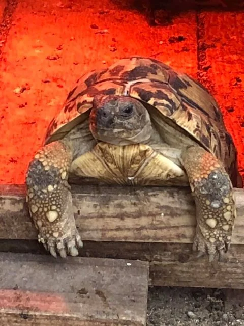 Patient, species-specific rehabilitation